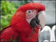 Quelle est la race de ce perroquet ?