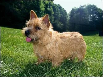 Quelle est cette race de chiens ?