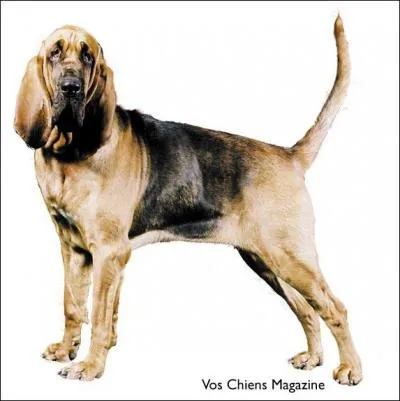 Quelle est cette race de chiens ?