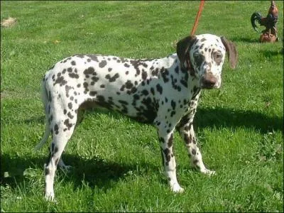 Quelle est cette race de chiens ?