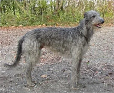 Quelle est cette race de chiens ?