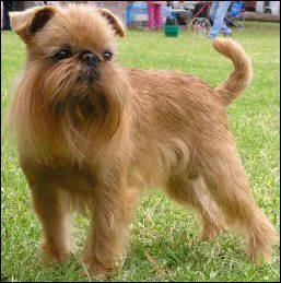 Quelle est cette race de chiens ?