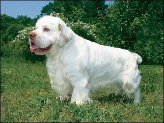 Quelle est cette race de chiens ?