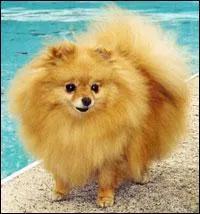 Quelle est cette race de chiens ?