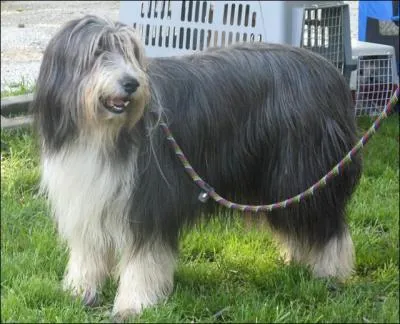 Quelle est cette race de chiens ?