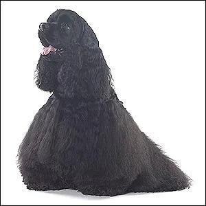 Quelle est cette race de chiens ?