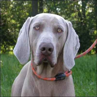 Quelle est cette race de chiens ?