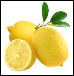 Contrairement  ce que l'on peut croire le citron n'est pas seulement un fruit d'hiver. Il y a 3 rcoltes : octobre, dcembre le primoflore, dcembre  mai le limoni, l't le verdeli.