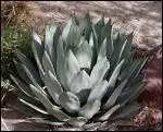 Le sirop d'agave, que l'on peut employer  la place du sucre et qui est moins glycmique et moins calorique , provient d'un cactus originaire du Mexique.