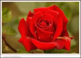 Mignonne allons voir si la rose .