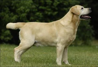 De quelle race de chien sagit-il ?