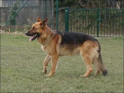 De quelle race de chien sagit-il ?