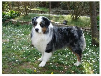 De quelle race de chien sagit-il ?