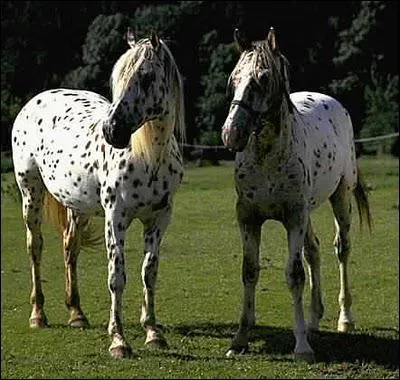 Quelle est la robe de ces chevaux ?