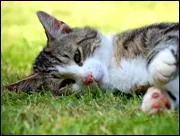 Est-ce qu'un chat peut tre vairon ?