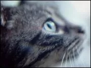 Qu'est-ce qu'il y a en dessous les pattes d'un chat ?