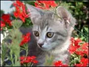 Que signifie : J'ai d'autres chats  fouetter ?