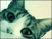 Combien y a-t-il de races de chats dans le monde ?