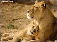 Je suis le lionceau. Qui est ma Maman ?