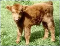 Ma Maman est la vache. Qui suis-je ?