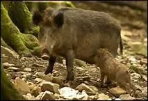 Je suis le marcassin. Qui est ma Maman ?