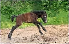 Ma Maman est la jument. Qui suis-je ?