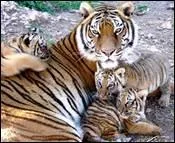 Je suis le tigron. Qui est ma Maman ?