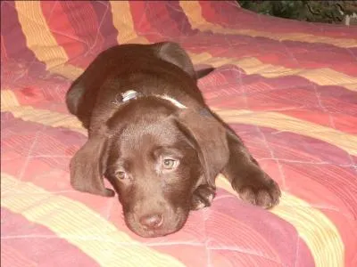 Ma Maman est la chienne. Qui suis-je ?