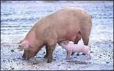 Je suis le porcelet. Qui est ma Maman ?