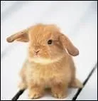 Ma Maman est la lapine. Qui suis-je ?