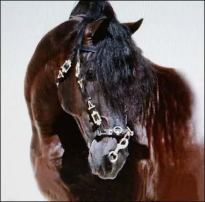 Quelle est sa race ?