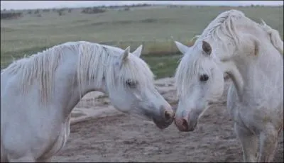 Quelle est leur race ?