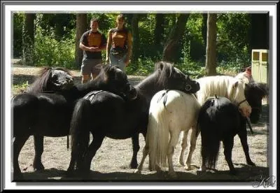 Quelle est leur race ?