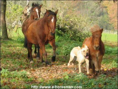 Quelle est leur race ?