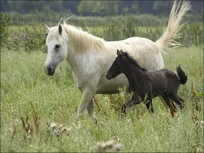 Quelle est sa race ?