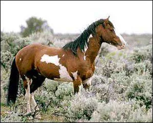 Quelle est sa race ?