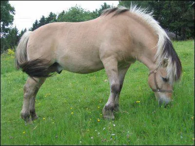 Quelle est sa race ?