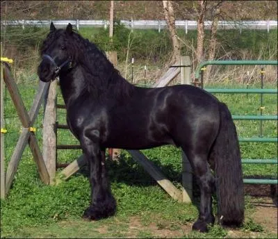 Quelle est sa race ?