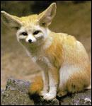 Quel est le nom de cet animal ?