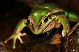 Quel est le nom de cet animal en anglais ?