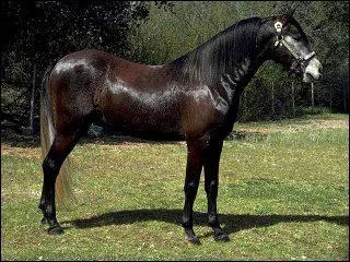 Quel est le nom de cet animal en anglais ?