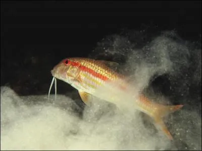 Quel est ce poisson à chair délicieuse ?