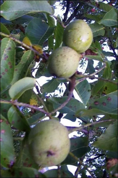 Quel arbre produit ces fruits ?