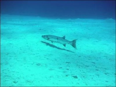 Quel est ce poisson des Bahamas ?