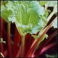 La rhubarbe est trs riche en fibres, trs calorique et diurtique.