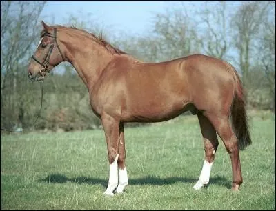 De quelle race est ce cheval ?
