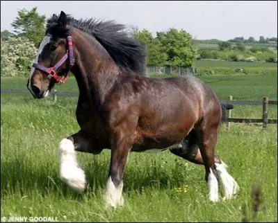 De quelle race est ce cheval ?