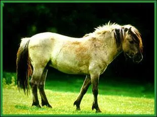 De quelle race est ce cheval ?