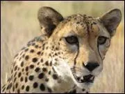 Quel est cet animal ?