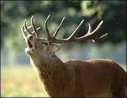 Quel cri fait le cerf ?